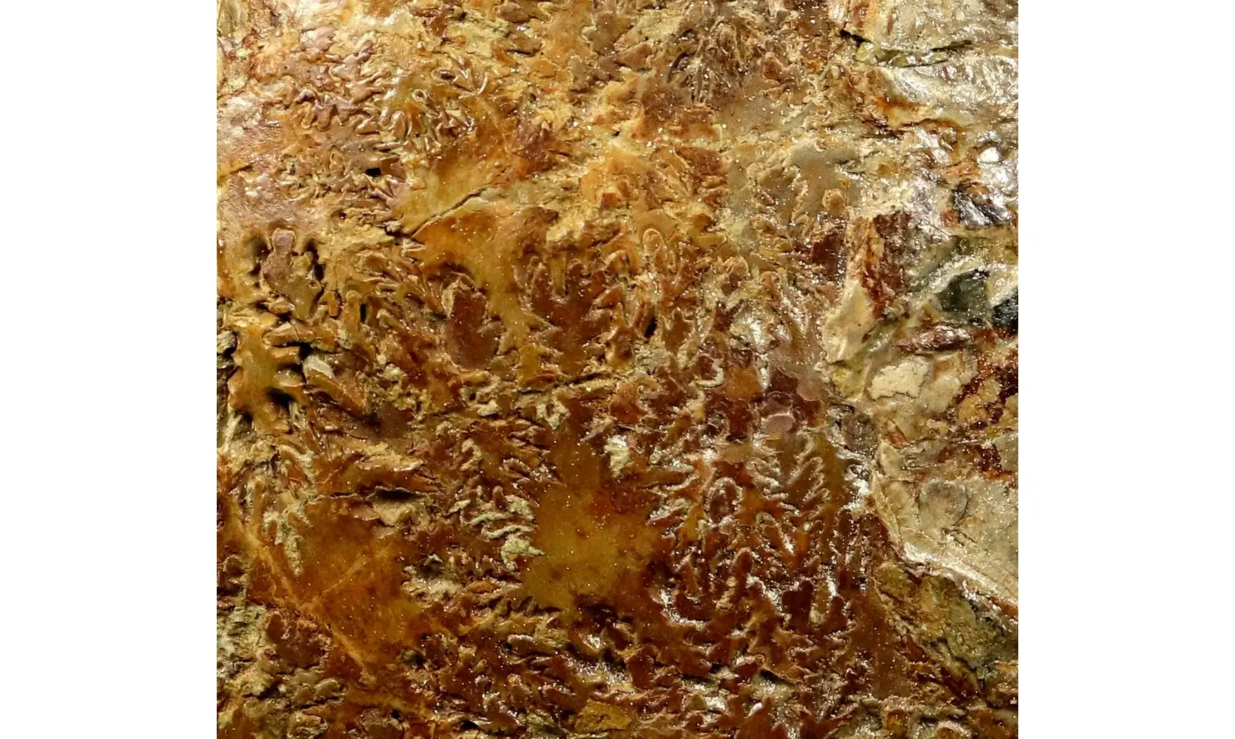 Macrocephalites macrocephalus