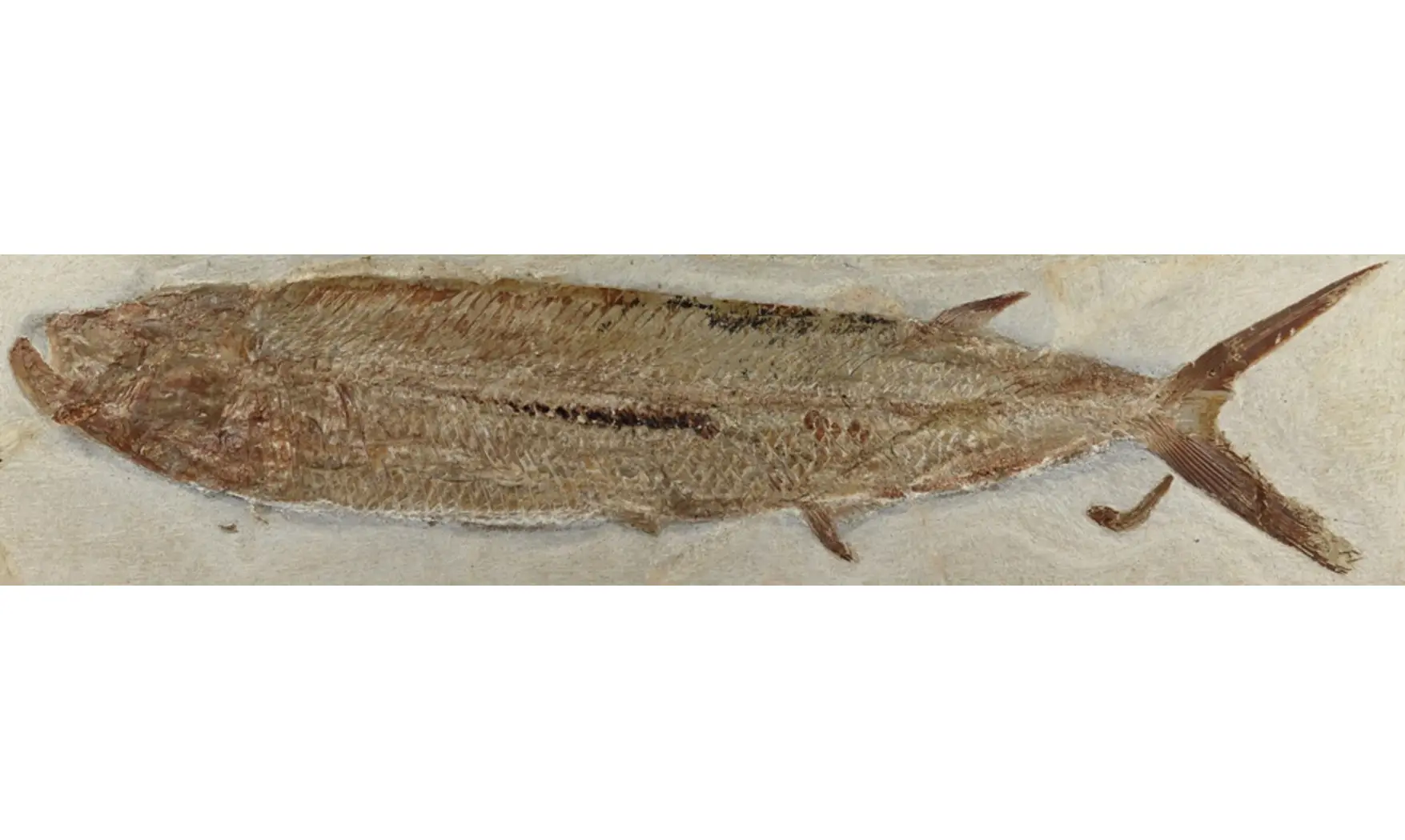 Eubiodectes sp