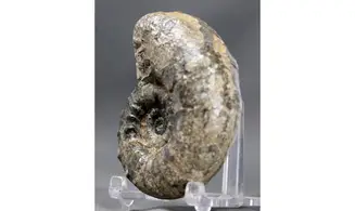 Euaspidoceras subbabeanum