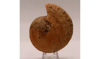 Halorites macer (Mojsisovics)