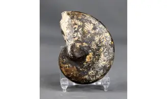 Cladiscites crassestriatus