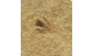Plume d'oiseau