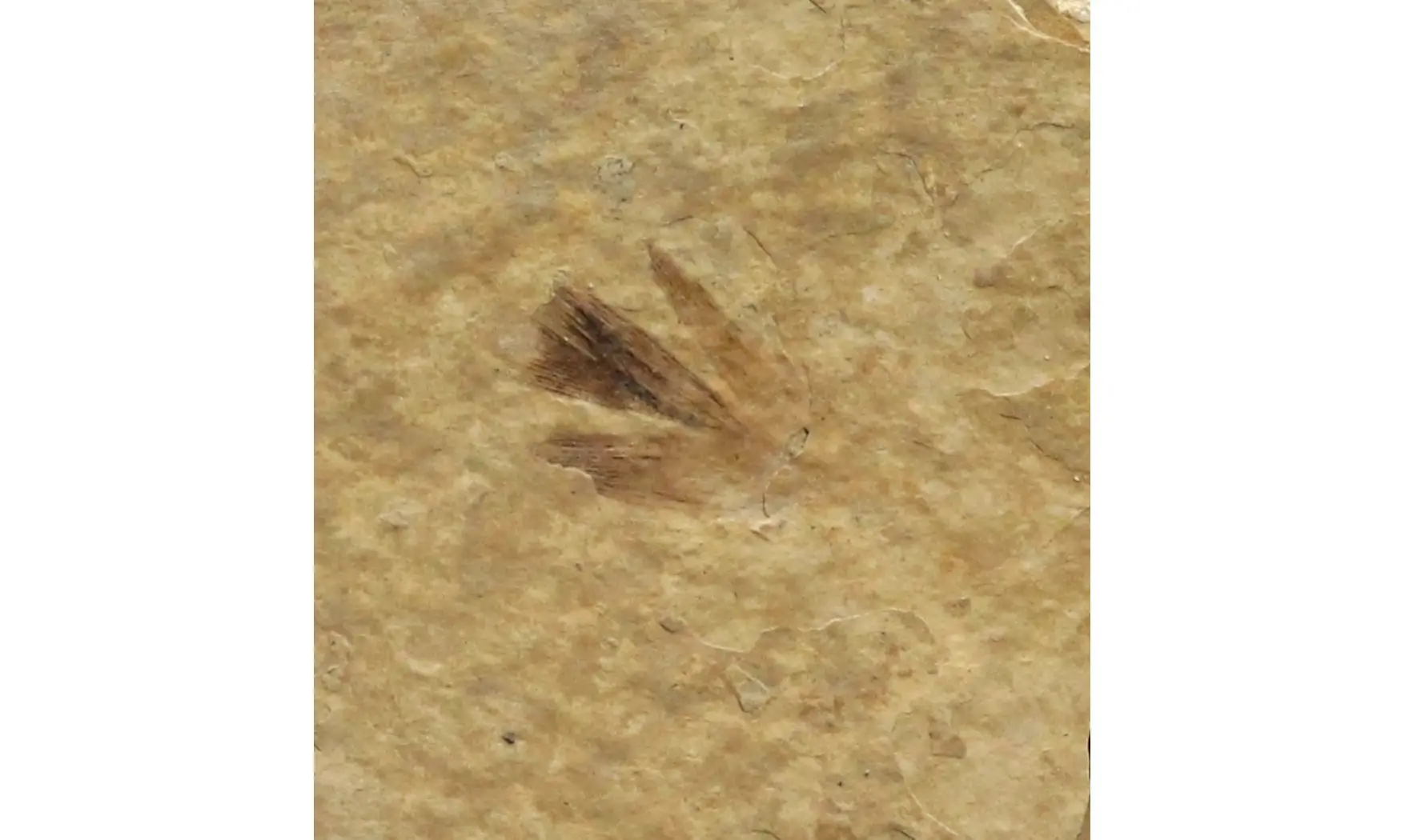 Plume d'oiseau
