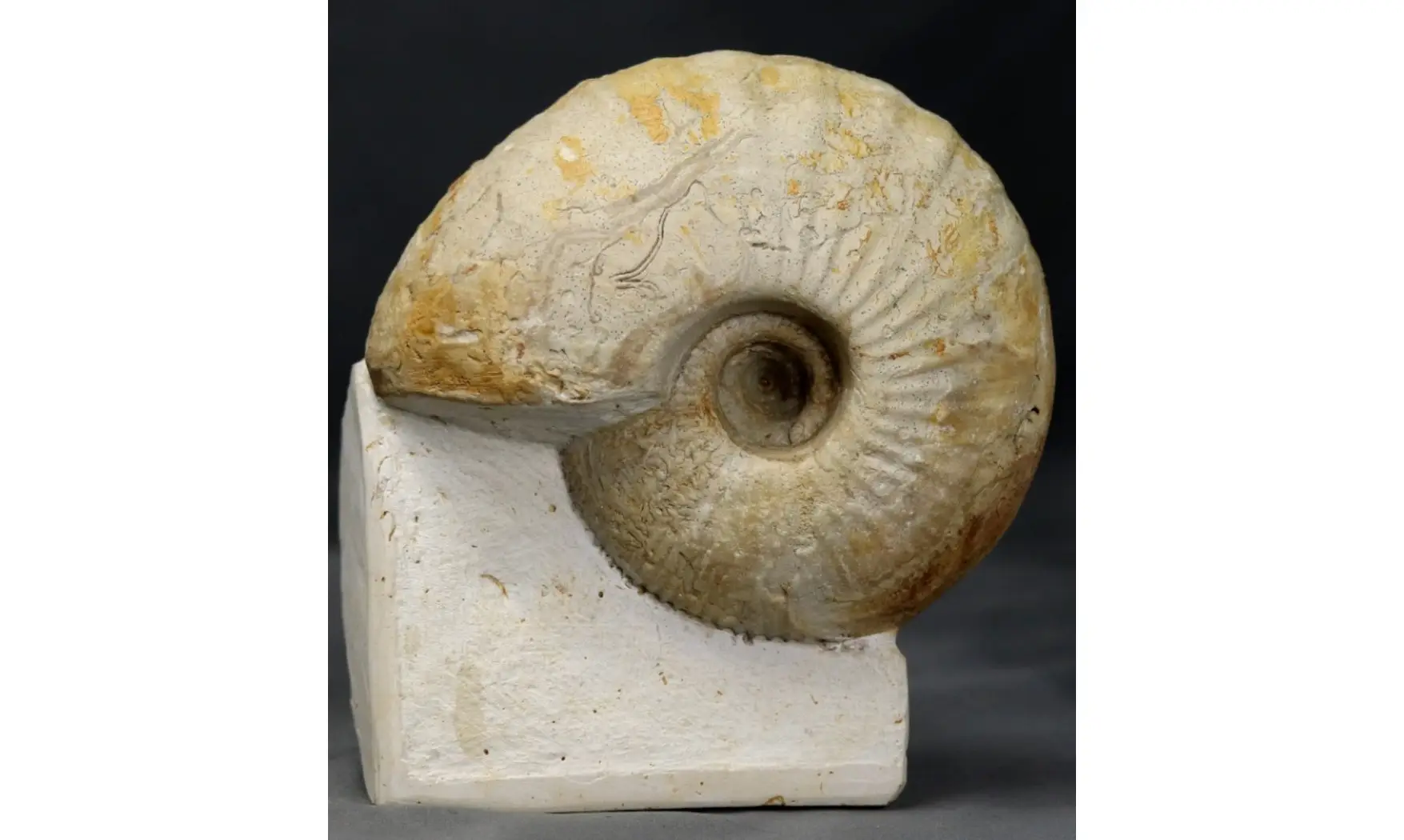 Macrocephalites lamellosus