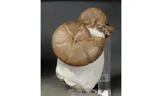 Cheiloceras + Tornoceras