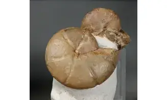 Cheiloceras + Tornoceras