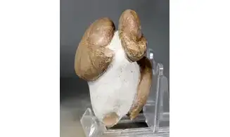 Cheiloceras + Tornoceras