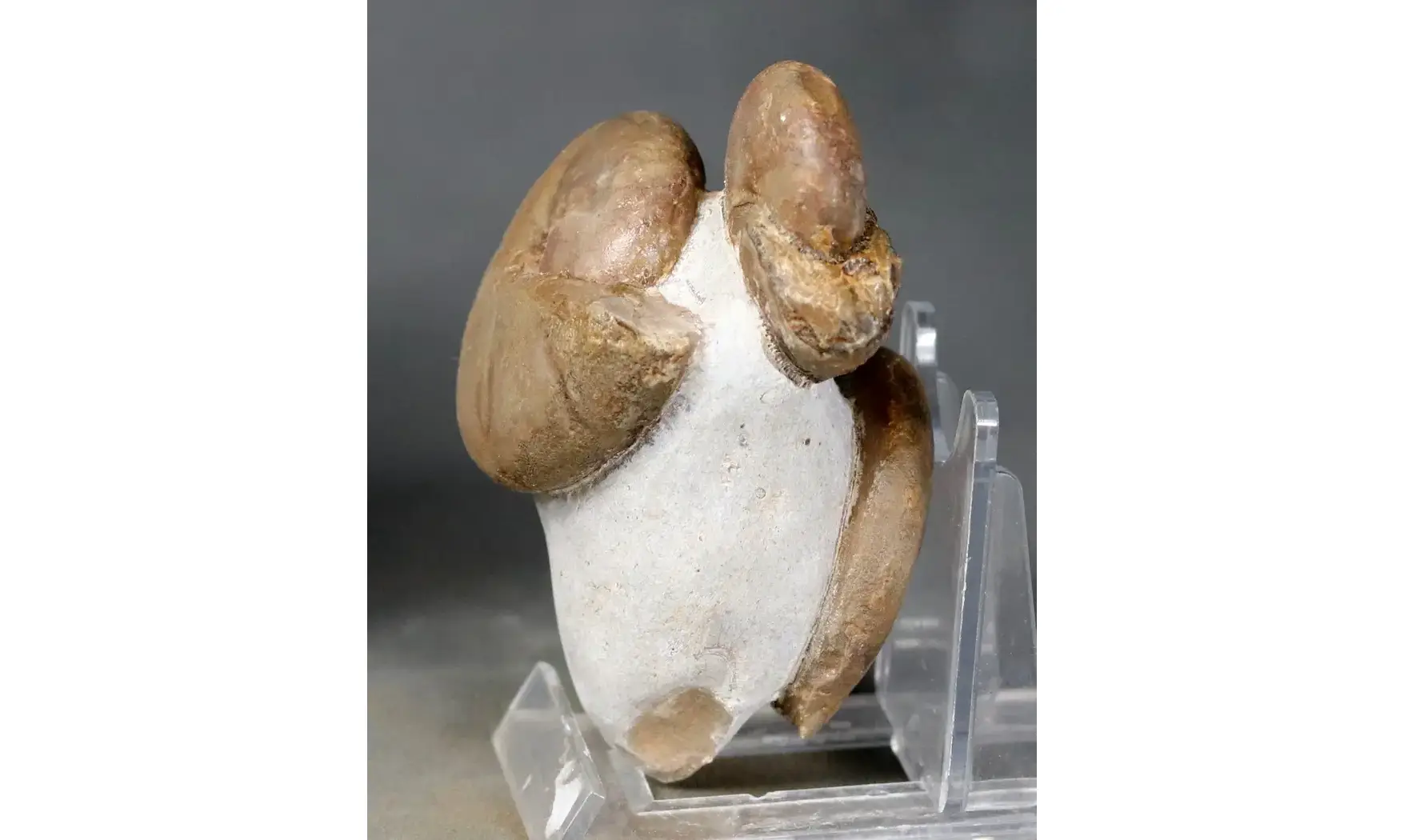 Cheiloceras + Tornoceras