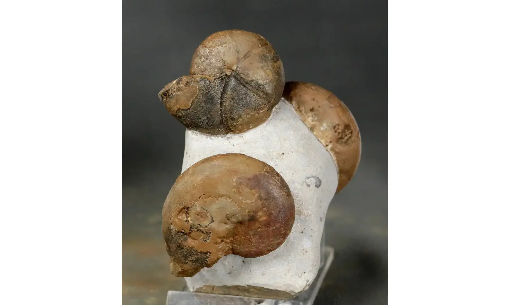 Cheiloceras + Tornoceras