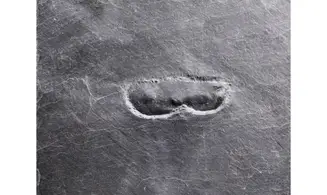 Prototaxites ?