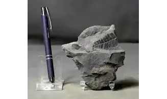 Neuropteris sp