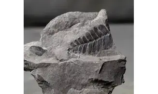 Neuropteris sp