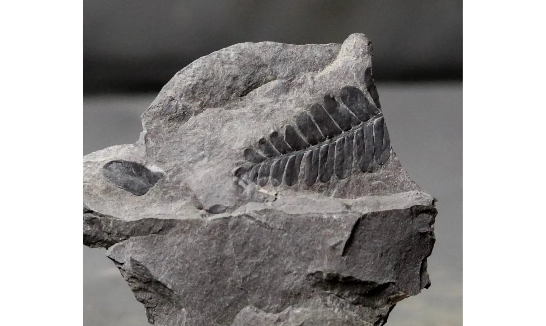 Neuropteris sp