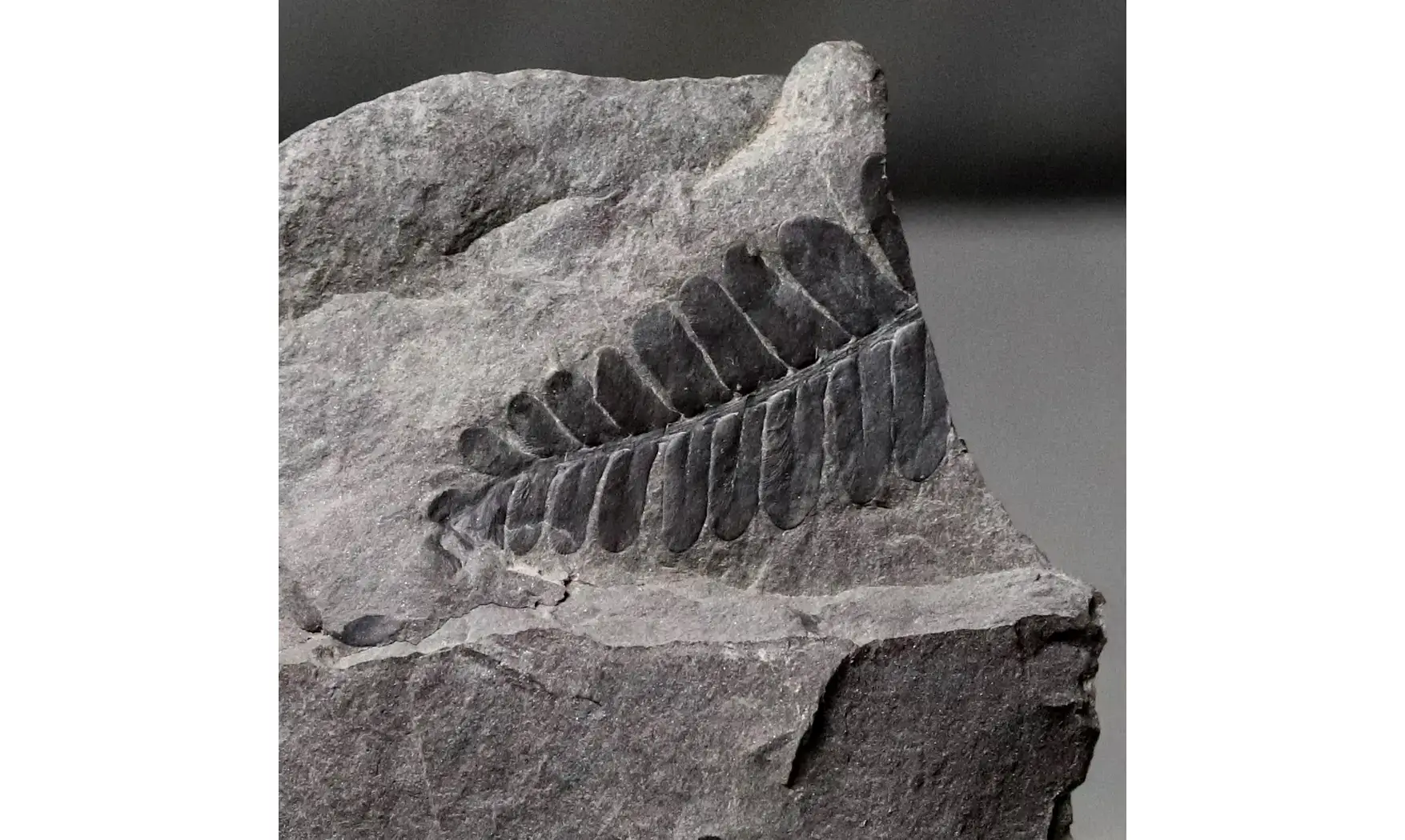 Neuropteris sp