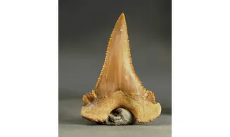 Palaeocarcharodon orientalis