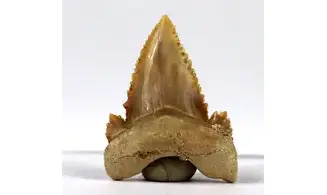 Palaeocarcharodon orientalis