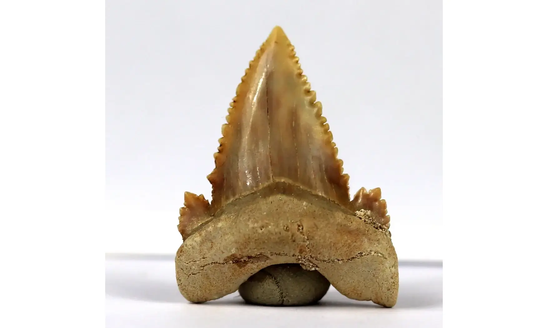 Palaeocarcharodon orientalis