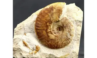 Hecticoceras michalskii