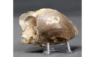 PYCNODONTE VESICULARIS