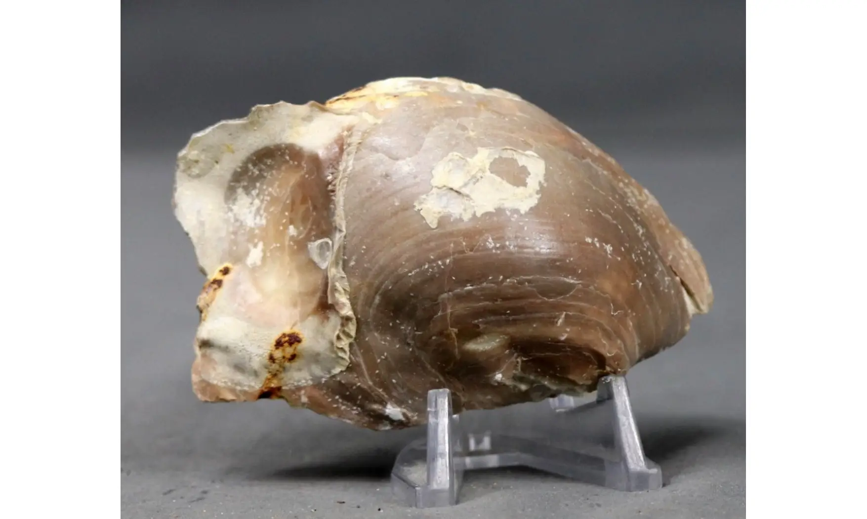 PYCNODONTE VESICULARIS