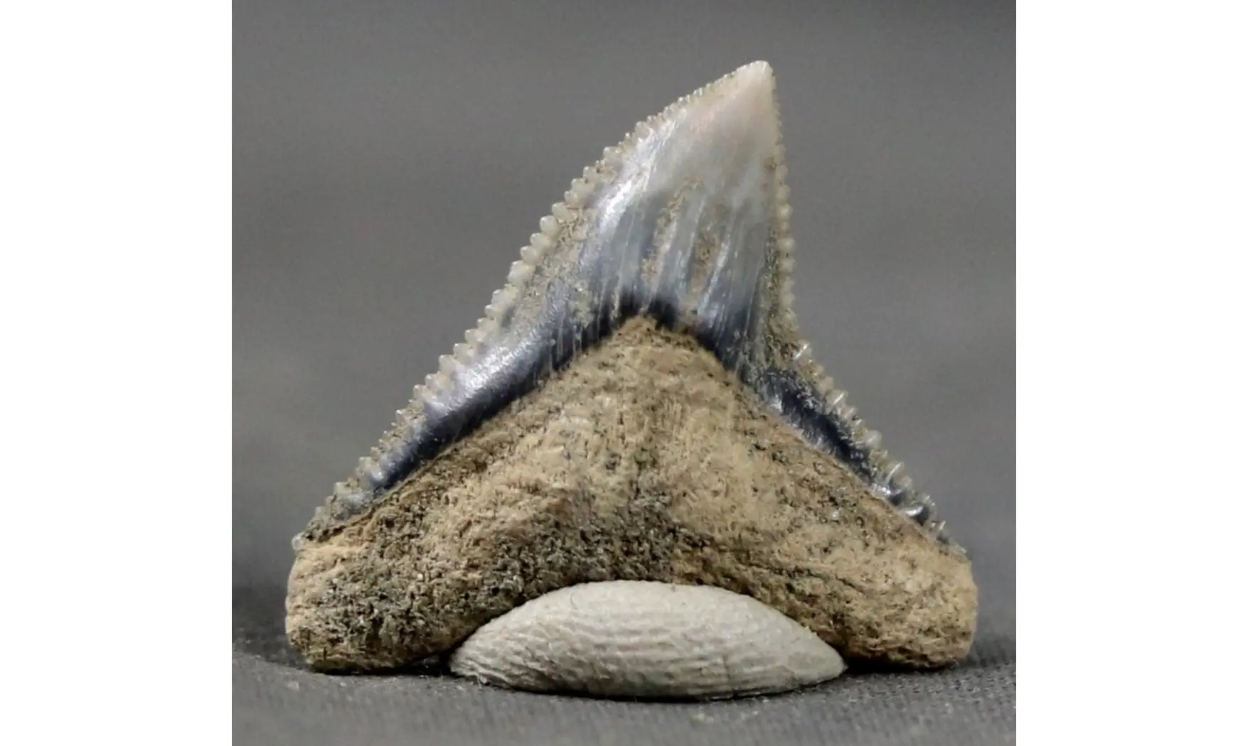 Carcharhinus leucas