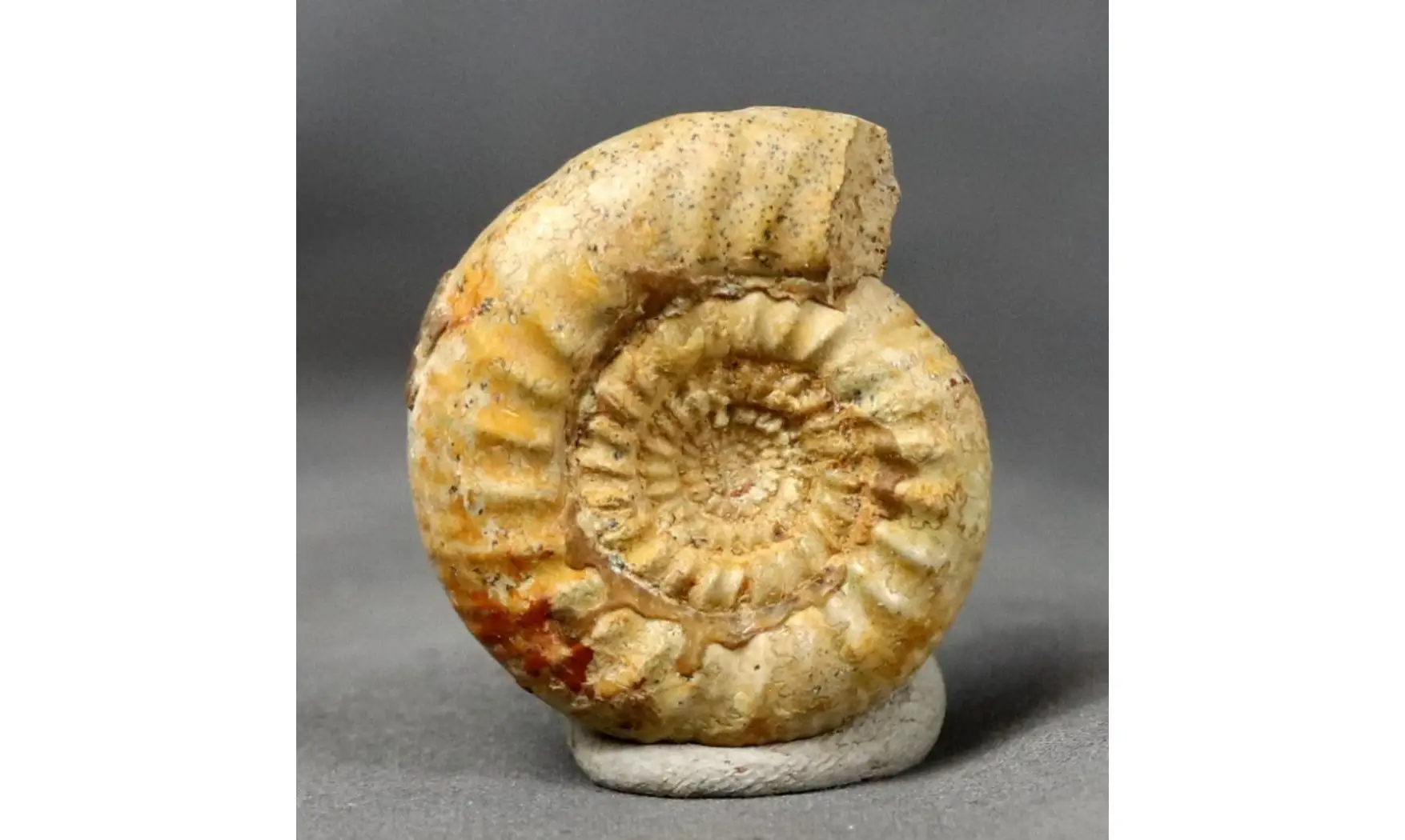Stephanosphinctes aff buitroni