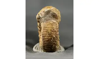 Teloceras subblagdeni