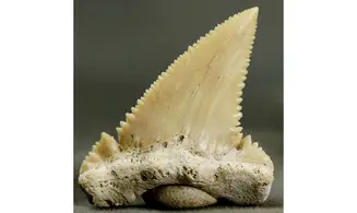 Palaeocarcharodon orientalis