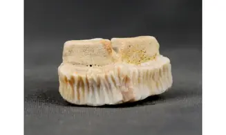 Rhombodus binkhorsti