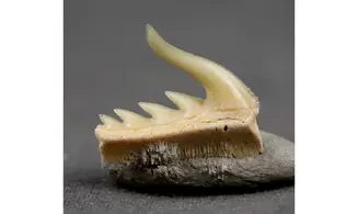 Weltonia ancistrodon