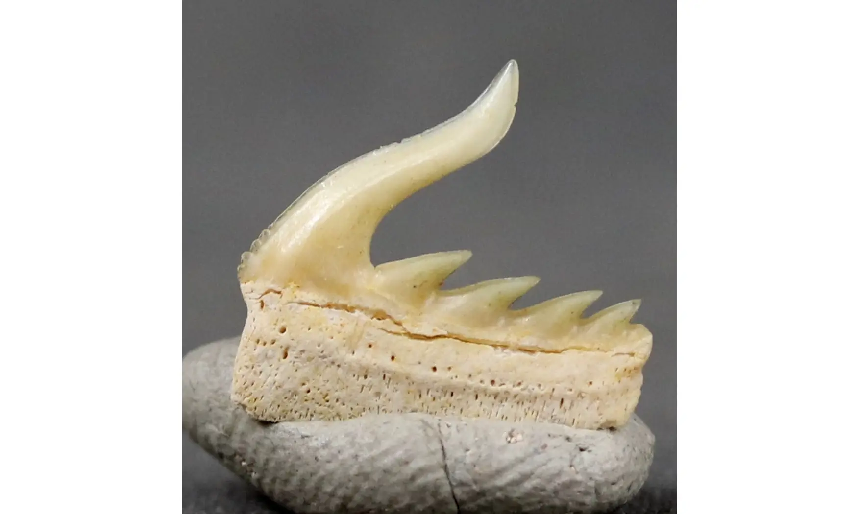 Weltonia ancistrodon