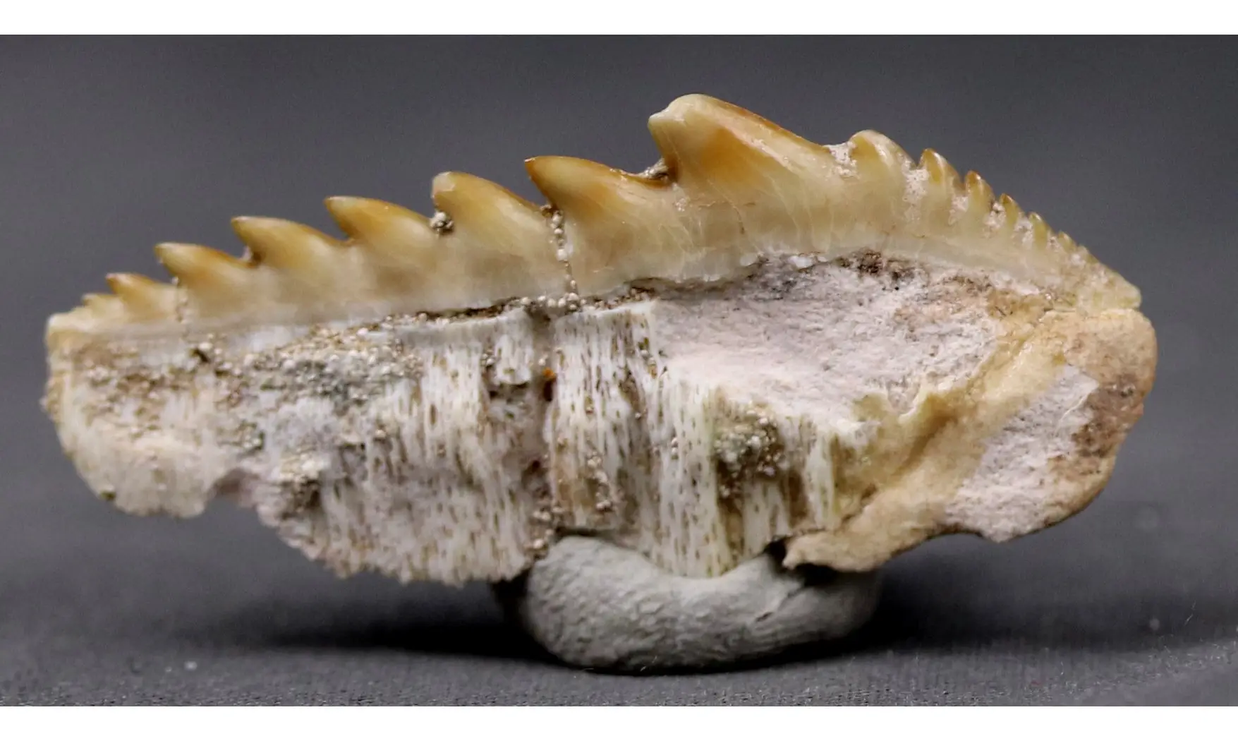 Notidanodon loozi