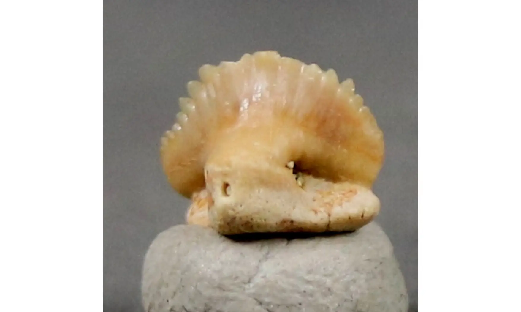 Nebrius obliquus