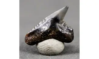 Galeocerdo latidens
