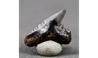 Galeocerdo latidens