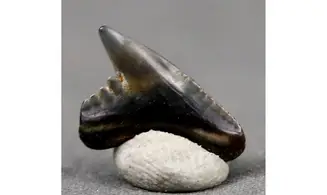 Galeocerdo latidens