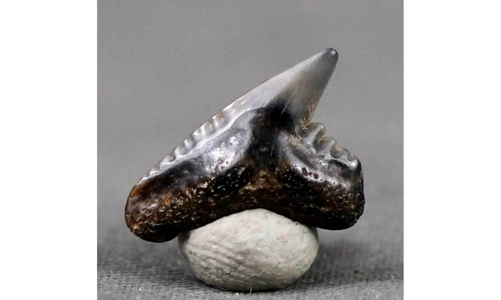 Galeocerdo latidens