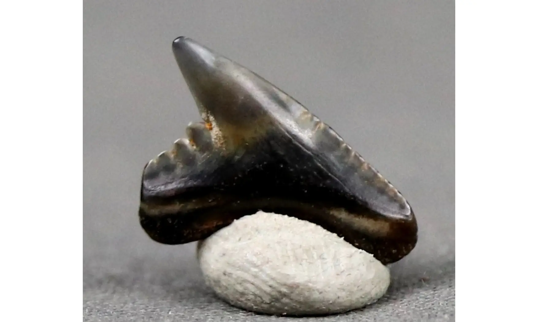 Galeocerdo latidens