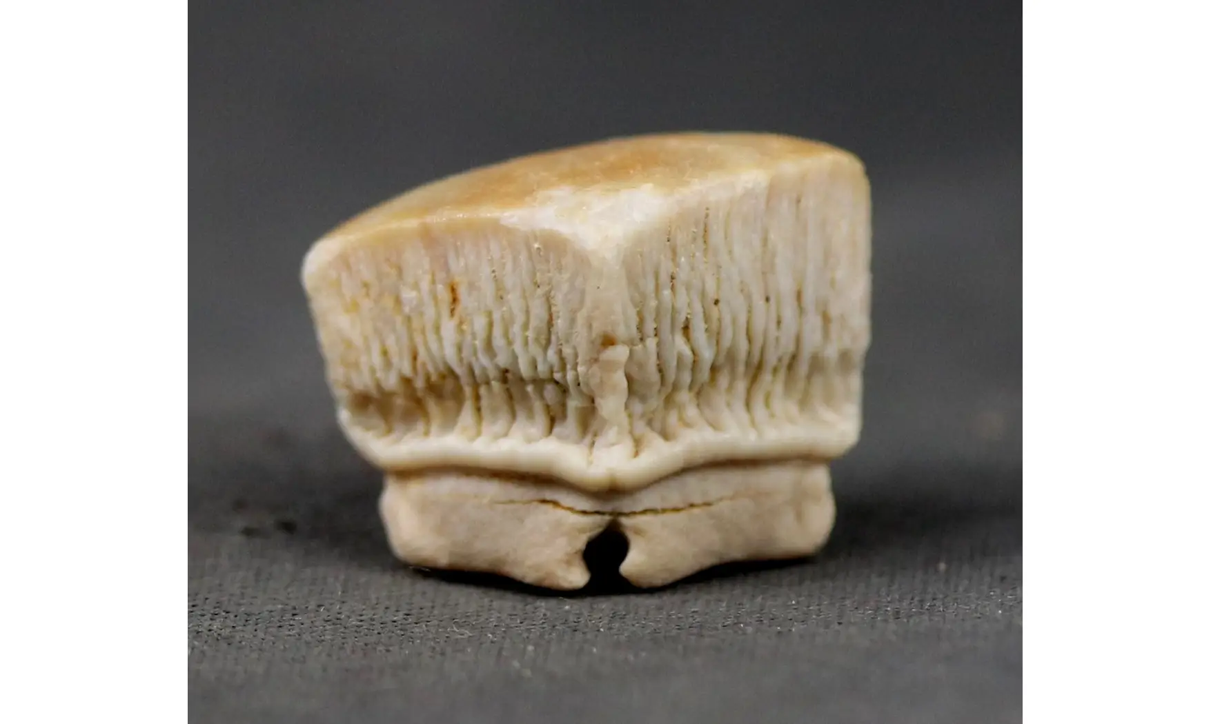 Rhombodus binkhorsti