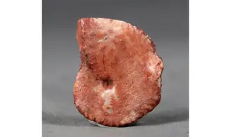 Artinskia artiensis