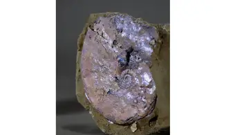 Bendanticeras cf laevigatum