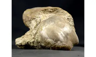 Rhynchostreon suborbiculatum