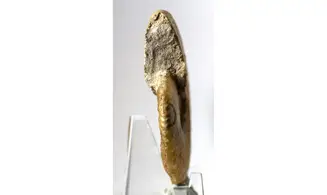 Tragophylloceras undulatum