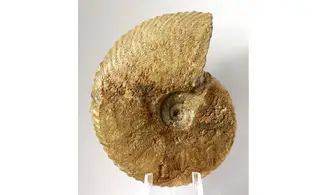 Tragophylloceras undulatum