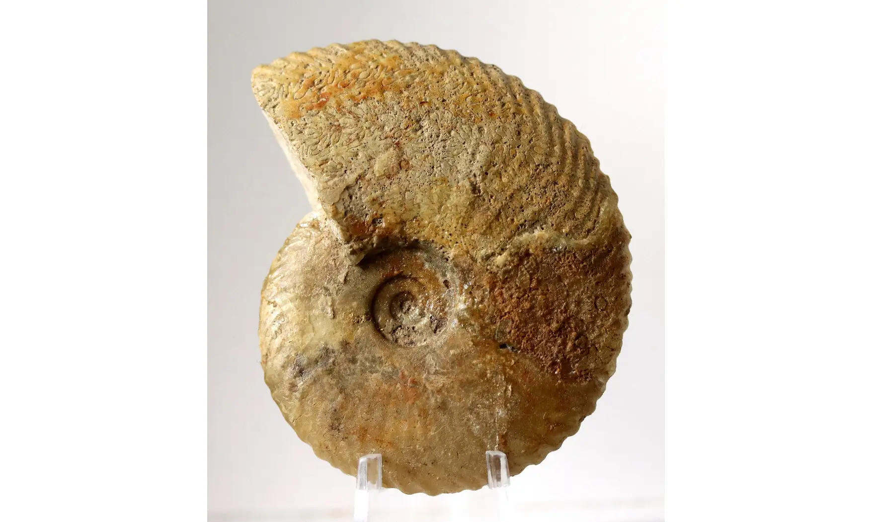 Tragophylloceras undulatum