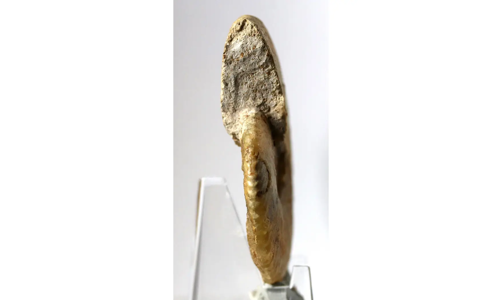 Tragophylloceras undulatum