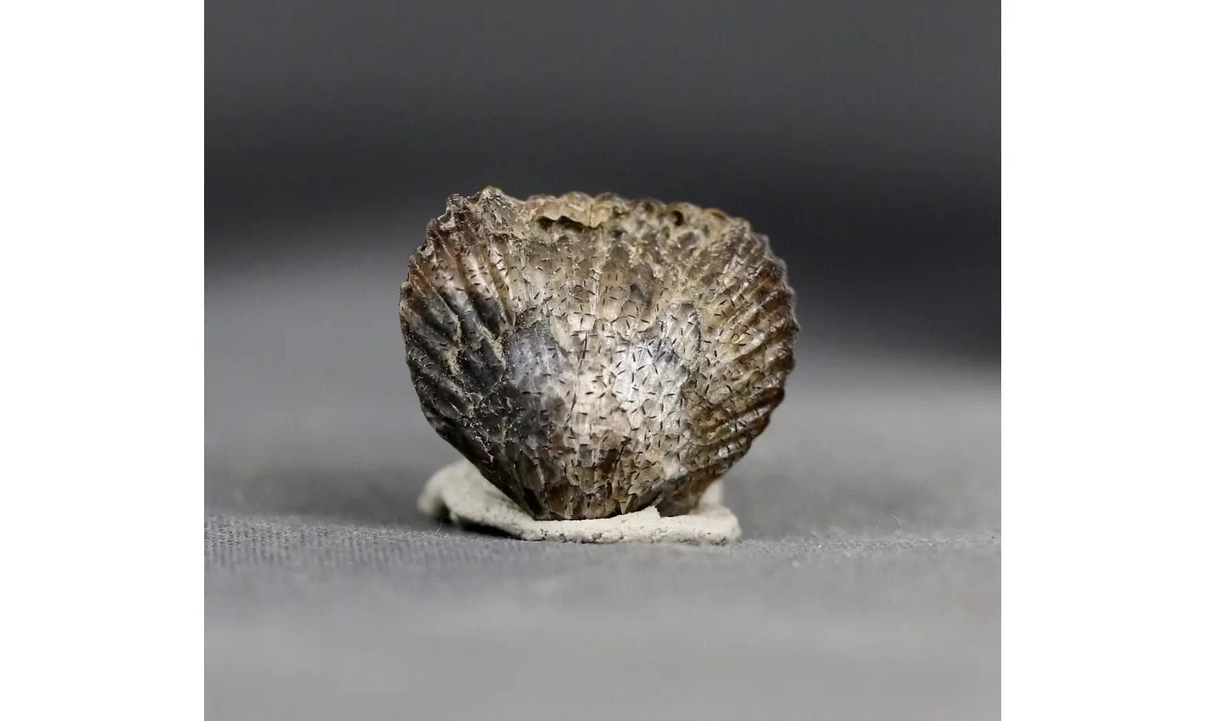 Thurmanella obrita