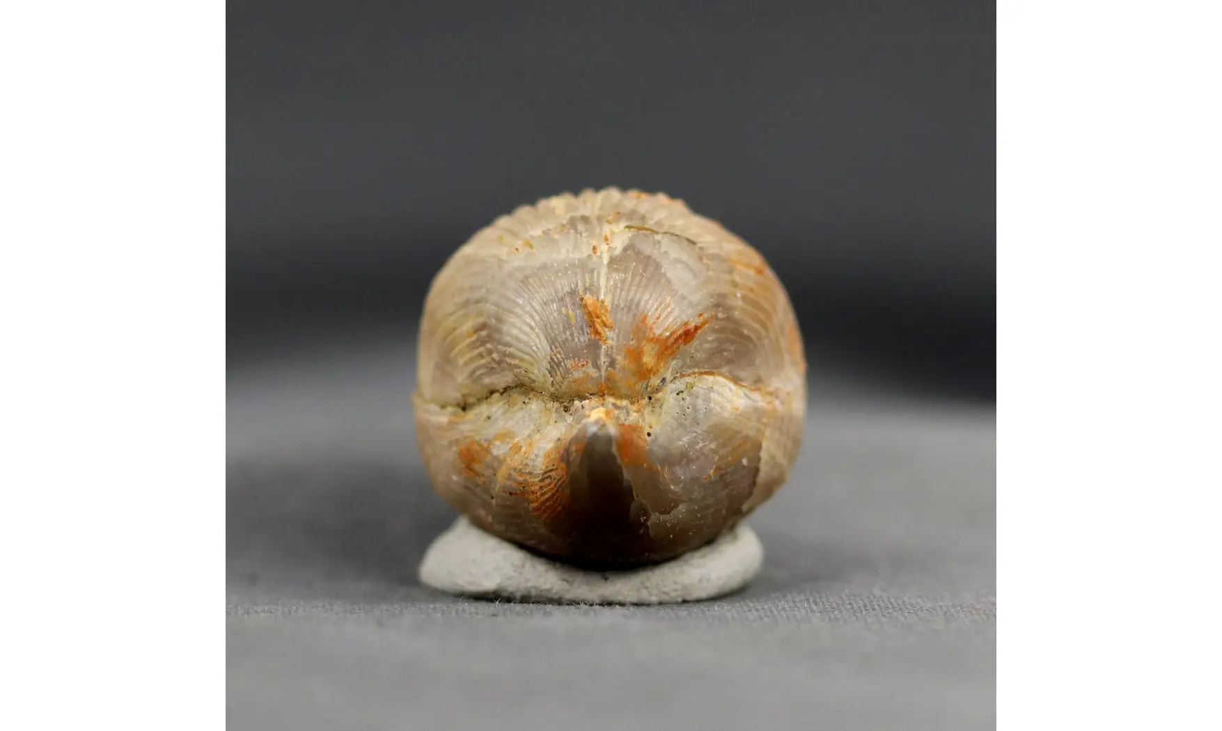 Sphenorhynchia plicatella