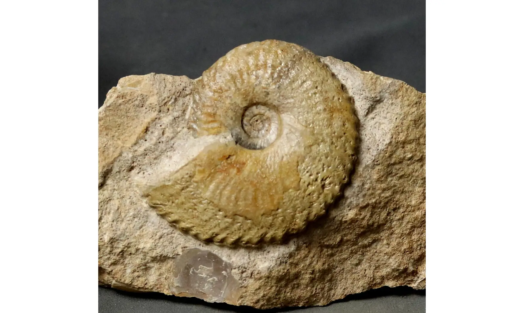 Tragophylloceras undulatum