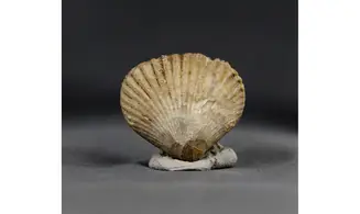 Formosarhynchia formosa
